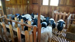 carneiro Dorper venda de reprodutores