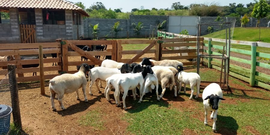 carneiros raca dorper para engorda e venda de reprodutores