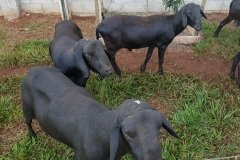 Carneiros Santa Inês.