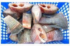 peixes_posta-de-tilapia_001