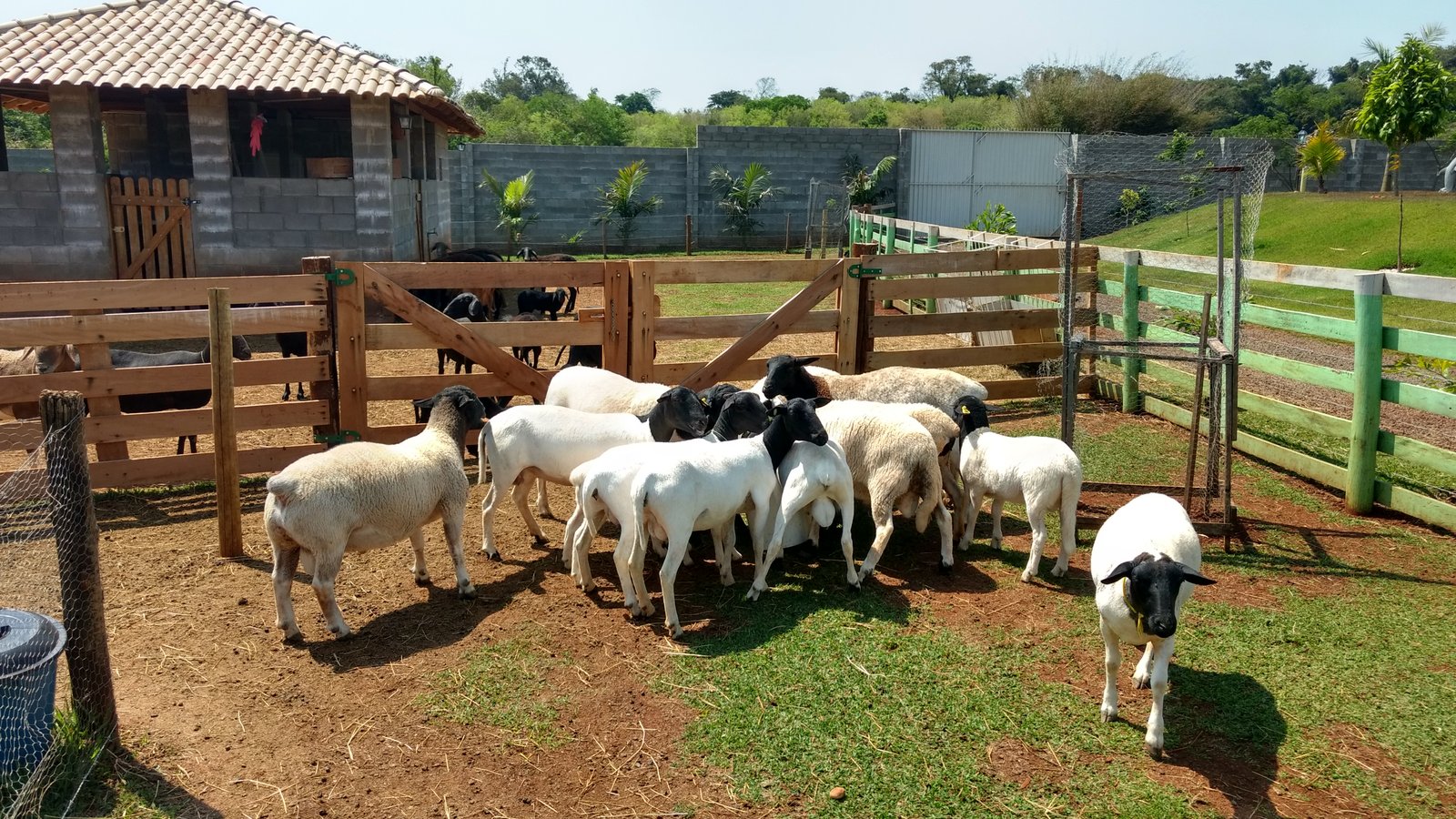 carneiros raca dorper para engorda e venda de reprodutores