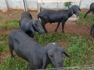 Carneiros Dorper para venda, carneiro santa ines para corte, reprodutor santa inês, matriz Santa inês. venda de carneiros Santa inês e santa inês.