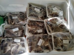 peixes e tilápias estancia estrela yendis, lagos e abate de peixes frescos para venda, posta de tilapias, file de tilapias para venda.