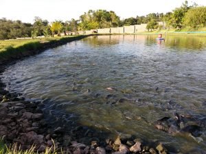 tilápias para venda, postas de tilápia, venda de peixes por quilo.
