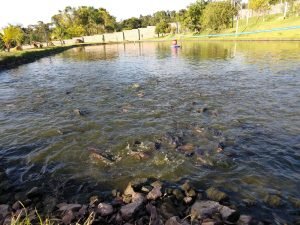 peixes e tilápias estancia estrela yendis