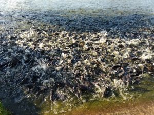 tilápias para venda, postas de tilápia, venda de peixes por quilo.