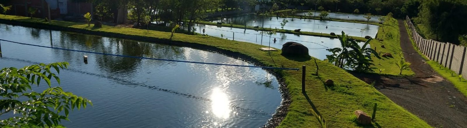 Sem título tilápias para venda, postas de tilápia, venda de peixes por quilo.